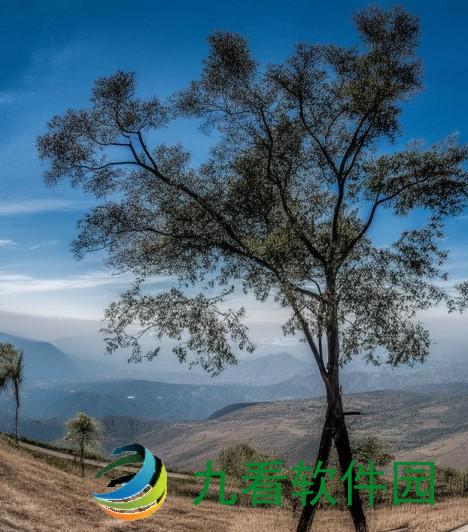 禅境花园植物掉落概率研究与生态影响探讨